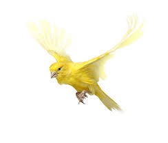 Pin By Linda Gordon On Animal In Your Care Canary Birds Birds Flying Bird Pictures
