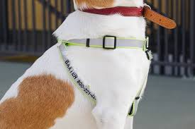 The Best Dog Harness Reviews By Wirecutter