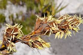 Image result for Tetraria