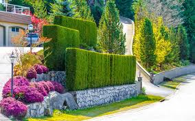 Position plants to also act as privacy guards to what is going on inside your home too! Discoverr Trees Hedges And Privacy Plants In The Garden