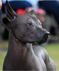 Don't your dragons need xolos to cuddle? Xolo Xoloitzquintli