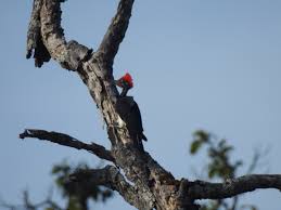 Image result for Erythrocephalum decipiens