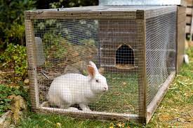 Signs of ill health might be a dull eye. Raising Rabbits For Meat Cost Legalities How To Start Farming