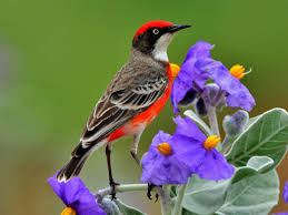 Family Meliphagidae Honeyeaters Beautiful Birds Australia Animals Animals