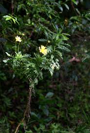 Image result for Euryops chrysanthemoides