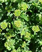 Image result for Rhynchosia micrantha