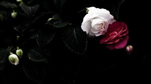Sin coste para uso comercial sin necesidad de mencionar la fuente libre de derechos de autor. Fondos De Pantalla Oscuro Plantas Fotografia Flores Blancas Rosa Flores Rojas Flor Hoja Flora Oscuridad Petalo En Blanco Y Negro Fotografia Monocroma Planta De Tierra Planta Floreciendo De Cerca Fotografia Macro