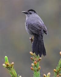 Grey Bird With White Stripes On Wings 45 Best Spring Bird Photos Ever Birds And Blooms In 2020 Bird Photo Spring Birds Backyard Birds