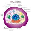 Study in the field of cell biology can lead to various career paths. 1