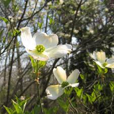 A vegetable garden requires at pruning: Cornus Florida Cherokee Princess White Flowering Dogwood Trees