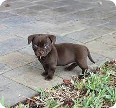 With many great neighborhoods and a rated schools, it's hard to not want to live here. Wellington Fl American Staffordshire Terrier Meet Sanibel A Pet For Adoption