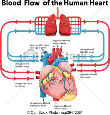 Diagram Showing Blood Flow Of Human Heart