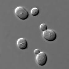 Plant cells are eukaryotic cells while bacterial cells are prokaryotic cells. Yeast Wikipedia
