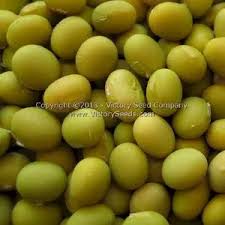 Image result for Brazzeia soyauxii