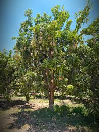 The Little Fruit Season - Under the Mango TreeUnder the Mango Tree
