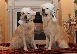 We have put together a collection of the best unisex, male and female christmas cat names just for you and your pet. Christmas Dog Names 110 Joyful Ideas My Dog S Name