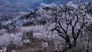 /ˈeɪprɪkɒt/ (listen)) is a fruit, or the tree that bears the fruit, of several species in the genus prunus (stone fruits). Blooming Apricot Trees Photo Image Picture Free Download 501170973 Lovepik Com