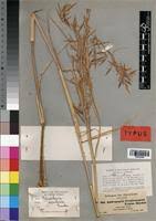 Image result for Hyparrhenia tamba