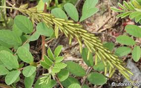 Image result for Indigofera hirsuta