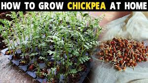 I hope you enjoy this video and walk away with som. How To Grow Chickpeas From Seed How To Grow Chickpeas Sprouts Chana Dal Plant At Home Youtube