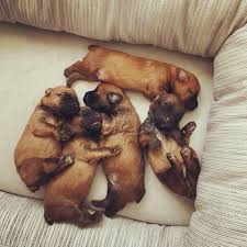 We are not breeders, since it is not a business for us. Akc Soft Coated Wheaten Terrier Puppies Startseite Facebook