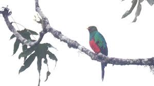 Auriceps), the resplendent quetzal (p. Golden Headed Quetzal Ebird
