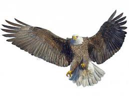 Weisskopf Seeadler Vogel Fliege Landung Hand Zeichnen Auf Weissem Stockbild Aquila Rapaci
