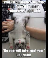 Work From Home Cat Funny Cat Memes Funny Animal Pictures Cute Funny Animals