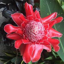 Pauline Skippins On Instagram Etlingera Elatior Ginger Torchgingerflower Thailand Flower Instagram Flowers Plants