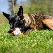 Washington German... - Washington German Shepherd Rescue