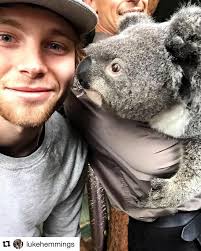 Archer the Koala