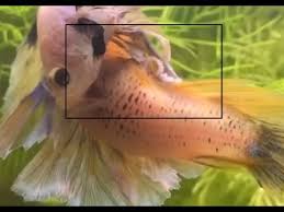 Awesome Footage Betta Pair Laying Egg Close Up Youtube
