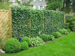 Es gibt viele verschiedene pflanzen die in form von hecken als sichtschutz im garten verwendet werden können. Sichtschutzhecken Und Helix Hecke Am Laufenden Meter
