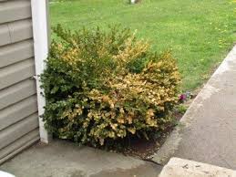 You can use hollies as a single specimen evergreen or for framing the corners of your home. Boxwood Problems Reasons For Boxwood Turning Yellow Or Brown