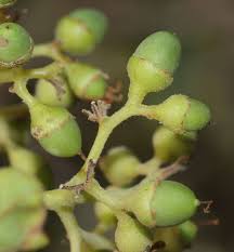 Image result for Cordia sinensis