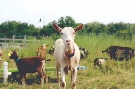 See more of bucks animal advocacy network on facebook. Bucks Spca Rescues More Than 130 Farm Animals Charges Expected