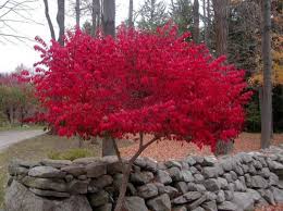 Image result for burning bush shrub