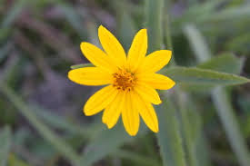 Image result for Aspilia pluriseta