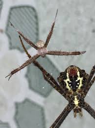 Wählen sie aus einer vielzahl ähnlicher szenen aus. Taxonomy Araneidae Orb Weaver Spiders Observation Org