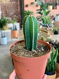 Image result for Lophocereus marginatus