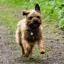 Akc shop is the official store of the american kennel club featuring hand selected dog supplies and accessories that you will feel good about getting for your dog. Border Terrier Pdsa