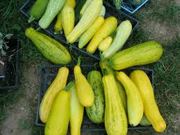 Maybe you would like to learn more about one of these? Romanesco Type Zucchini Squash
