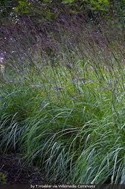 Image result for Andropogon lima