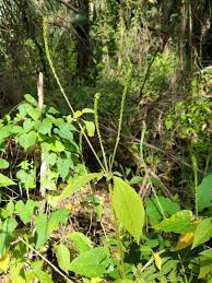 Image result for Centrostachys