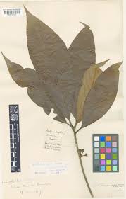 Image result for Actinodaphne