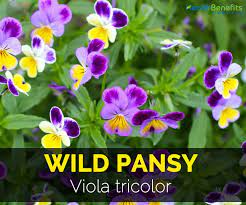 Wild Pansy Facts And Health Benefits Pansies Biological Activity Urinary Health