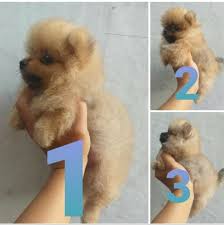 Gold Finger Pomeranian...