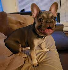 He is up to date with all his injections and is microchipped. Vancouver Bulldogs