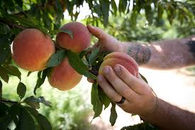 But in texas it is the opposite. Want To Plant Fruit Trees Here S Your Explainer On Chill Hours And Pollenizers