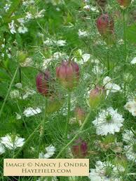 Nigella Damascena Cramers Plum Love In A Mist 20 Seeds Dried Flower Arrangements Seeds For Sale Dried Flowers